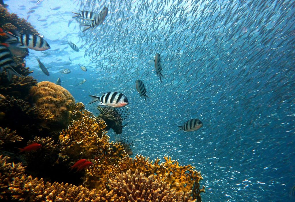 fish and coral - ocean acidification adaptation