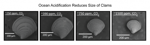 clam ocean acidification reduces size
