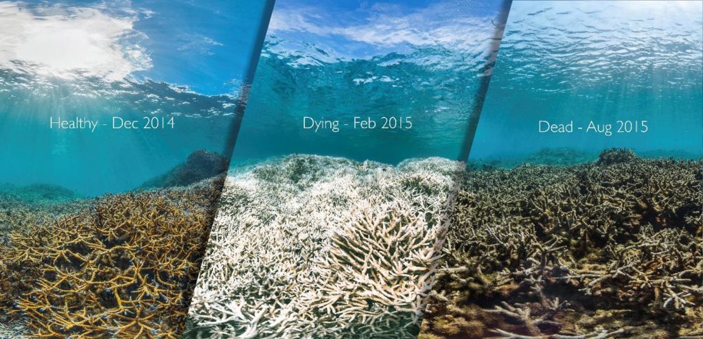 coral bleaching - ocean acidification