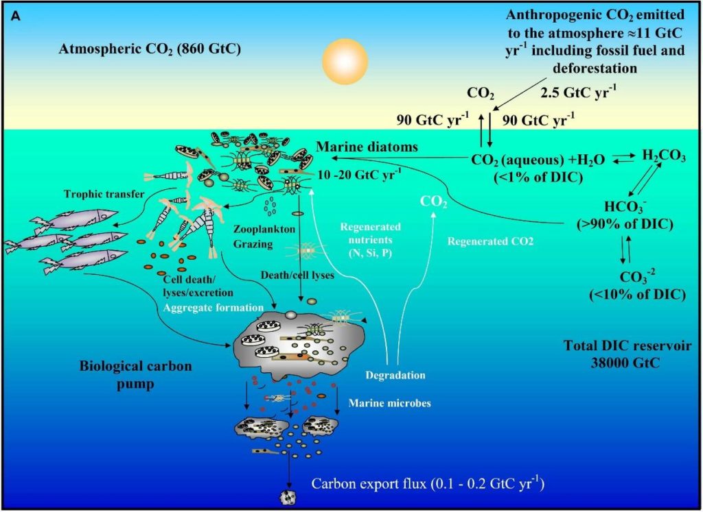 diatoms carbon cycle - diatoms ocean acidification