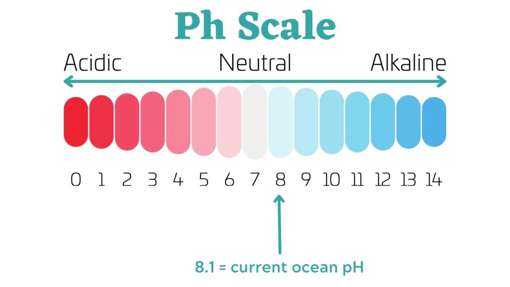 ocean acidity ph scale - diatoms ocean acidification