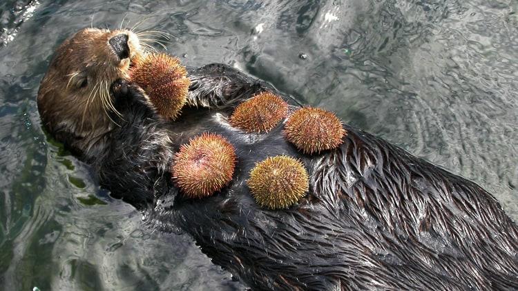 sea otter eating urchins - sea urchin ocean acidification
