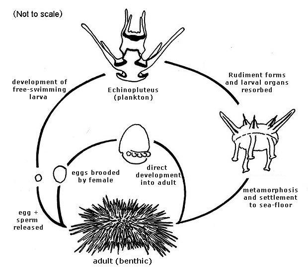 sea urchin development - ocean acidification sea urchins