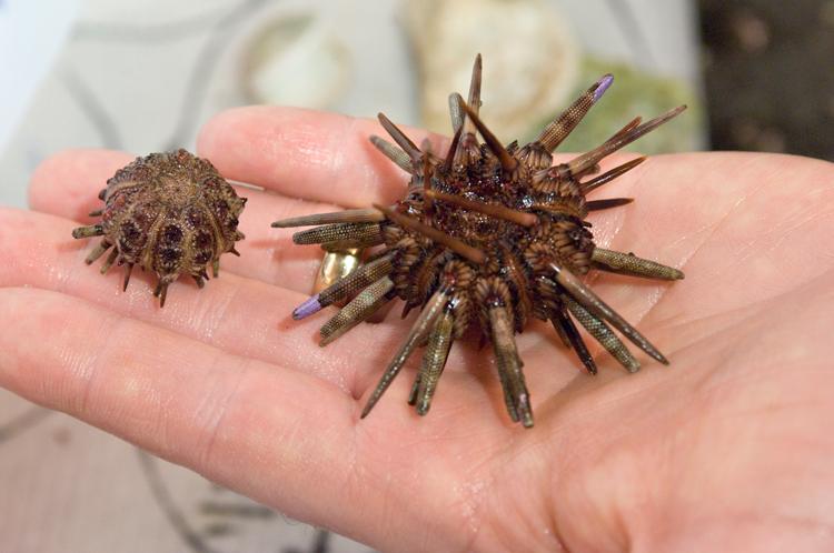 sea urchin study - sea urchin ocean acidification