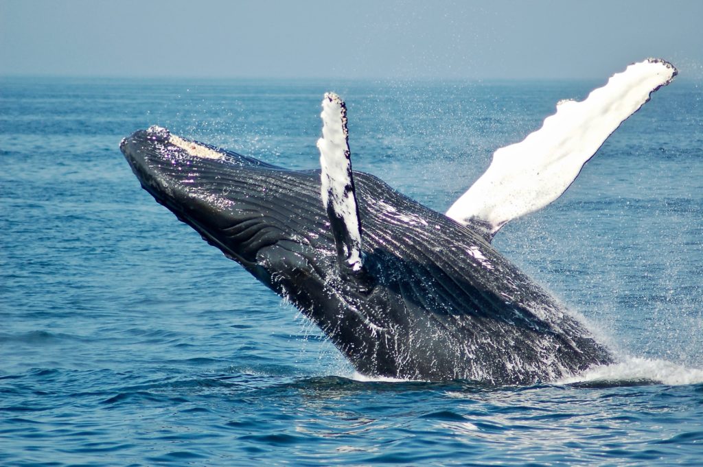 how are whales affected by ocean acidification