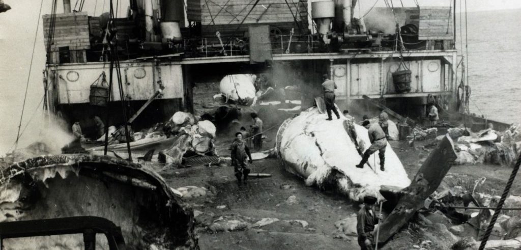 whaling industry - whales ocean acidification