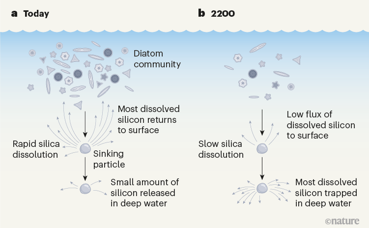 diatom life cycle - ocean acidification