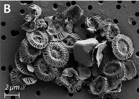 collapsed coccolithophore - - how ocean acidification affect food chain
