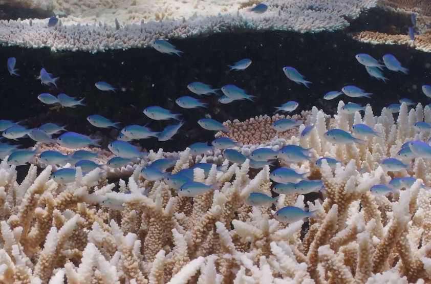 great barrier reef bleaching - great barrier reef in danger