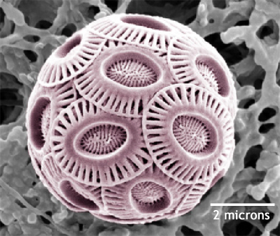 microscopic coccolithophore - ocean acidification affect food chain